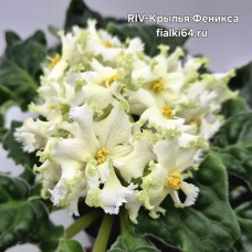 RIV-Крылья Феникса